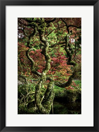 Framed Japanese Garden Tree 2 Print