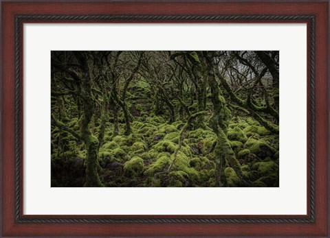 Framed Mossy Forest Print