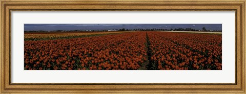 Framed Tulip Field 2 Print