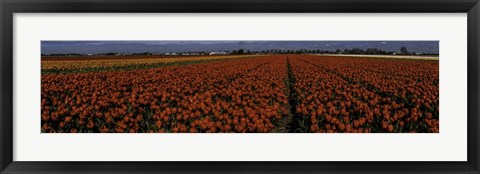 Framed Tulip Field 2 Print