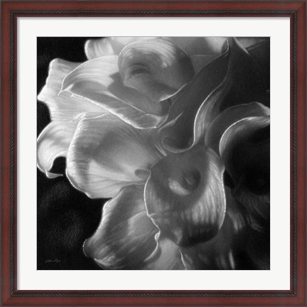 Framed Calla Lilies - Emerging Dawn B&amp;W Print