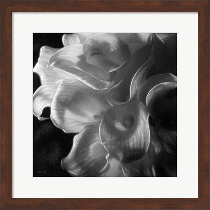 Framed Calla Lilies - Emerging Dawn B&amp;W Print