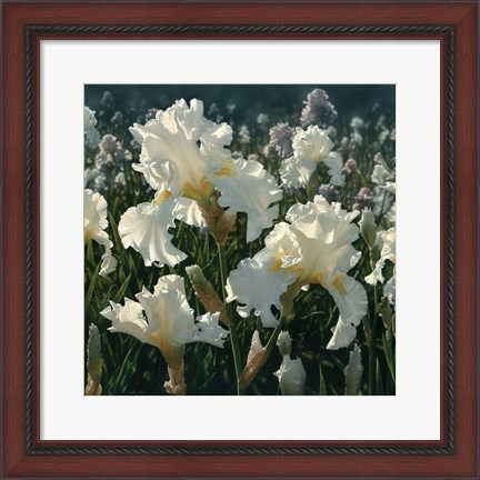 Framed White Iris Garden - Square Print
