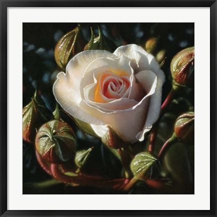 Framed White Rose - First Born Print