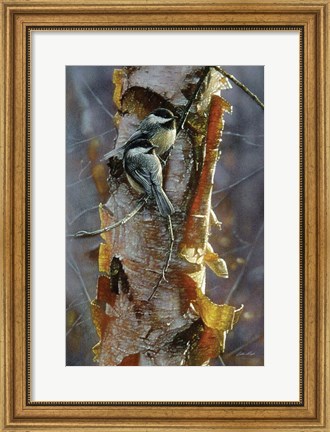 Framed Black-Capped Chickadees - Sunlit Birch Print