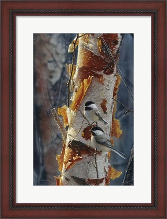 Framed Black-Capped Chickadees - Sunlit Birch II Print