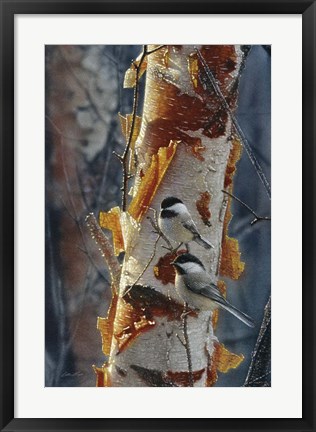 Framed Black-Capped Chickadees - Sunlit Birch II Print