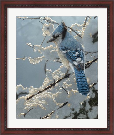 Framed Blue Jay - On the Fence Print