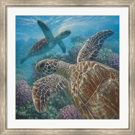 Framed Sea Turtles - Turtle Bay - Square Print