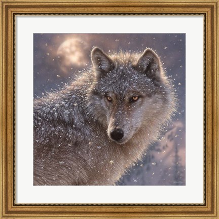 Framed Lone Wolf - Square Print