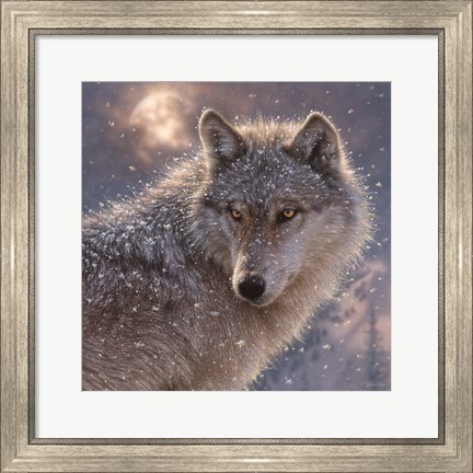 Framed Lone Wolf - Square Print