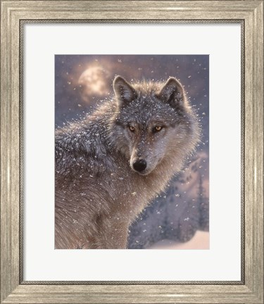 Framed Lone Wolf Print