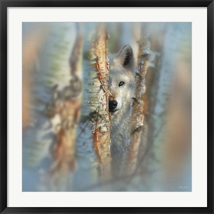 Framed Wolf - Focused Print