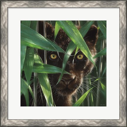 Framed Black Panther - Wild Eyes Print