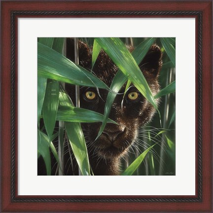 Framed Black Panther - Wild Eyes Print