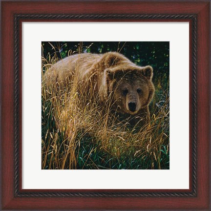 Framed Brown Bear - Crossing Paths Print