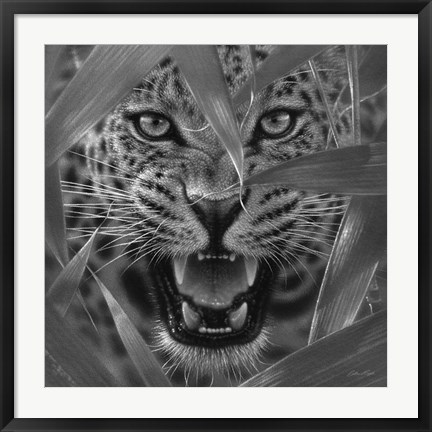 Framed Jaguar - Ambush - B&amp;W Print