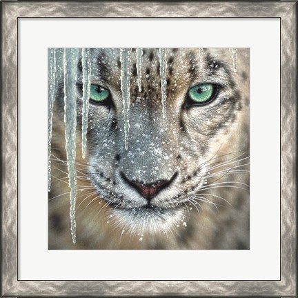Framed Snow Leopard - Blue Ice Print