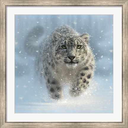 Framed Snow Leopard - Snow Ghost Print