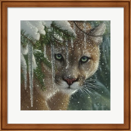 Framed Cougar - Frozen Print