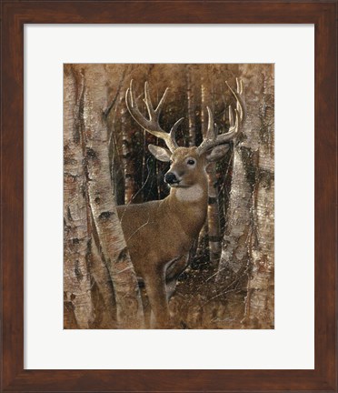 Framed Whitetail Deer - Birchwood Buck Print