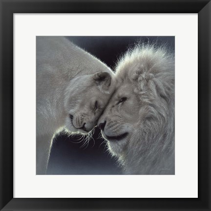 Framed White Lion Love Print
