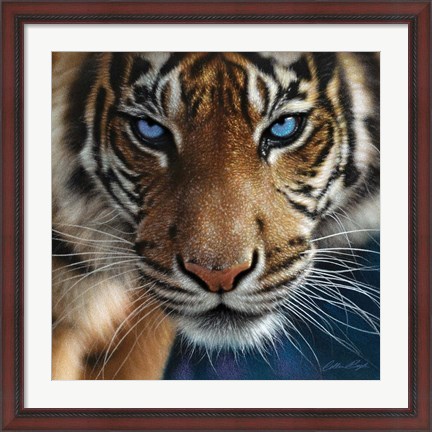 Framed Tiger - Blue Eyes Print