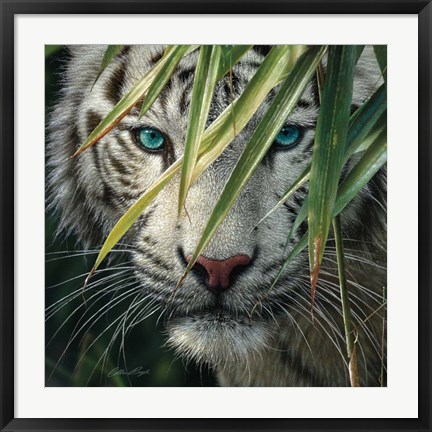Framed White Tiger Bamboo Forest Print