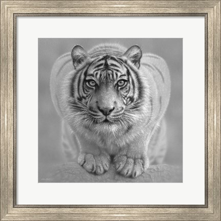 Framed White Tiger - Wild Intentions - B&amp;W Print