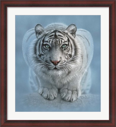 Framed White Tiger - Wild Intentions Print