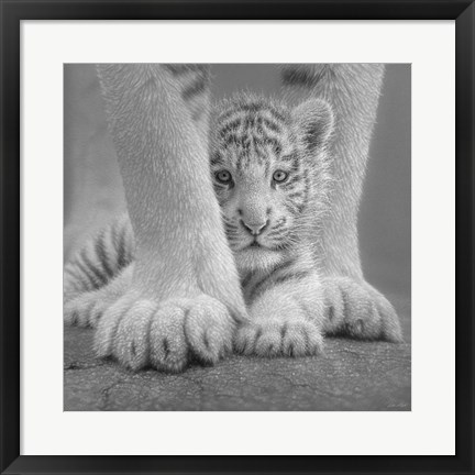 Framed White Tiger Cub - Sheltered - B&amp;W Print