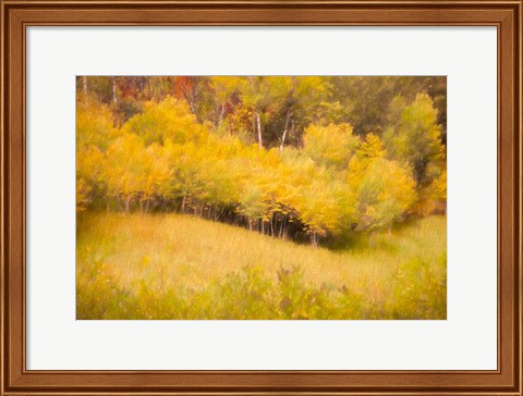 Framed Fall Thicket Print