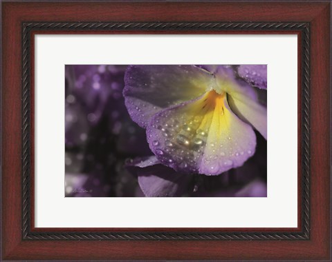 Framed Purple Pansy Print