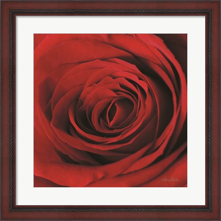 Framed Red Rose II Print