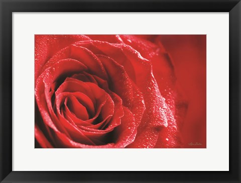 Framed Red Rose After Rain Print