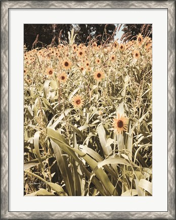Framed Baby Sunflowers Print