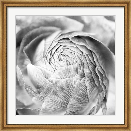 Framed Ranunculus Abstract II BW Light Print