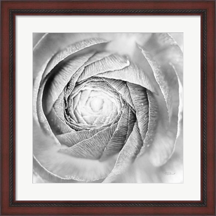Framed Ranunculus Abstract I BW Light Print