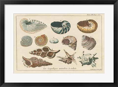 Framed Shell Etchings I Print