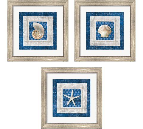 Sea Shell on Blue 3 Piece Framed Art Print Set by Belinda Aldrich