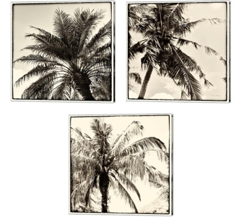 Palm Tree Sepia 3 Piece Canvas Print Set by Debra Van Swearingen
