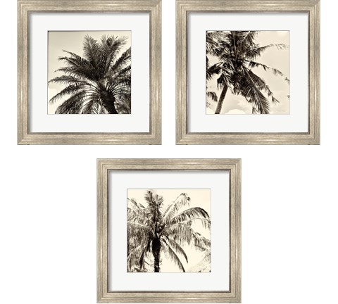 Palm Tree Sepia 3 Piece Framed Art Print Set by Debra Van Swearingen
