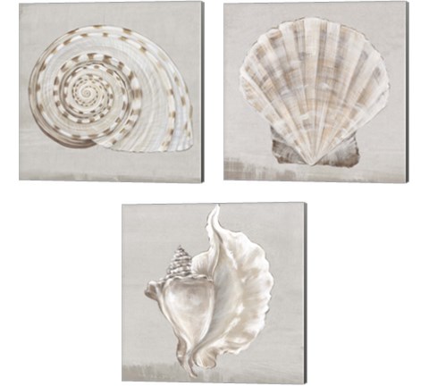 Neutral Shells 3 Piece Canvas Print Set by Eva Watts