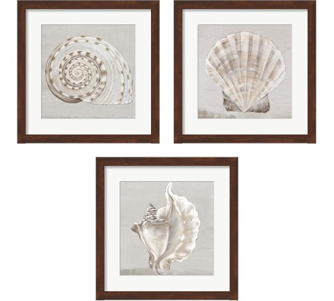 Neutral Shells 3 Piece Framed Art Print Set by Eva Watts