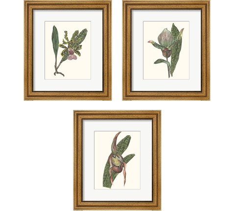 Orchid Display 3 Piece Framed Art Print Set by Melissa Wang