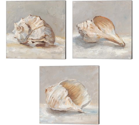 Impressionist Shell Study 3 Piece Canvas Print Set by Ethan Harper