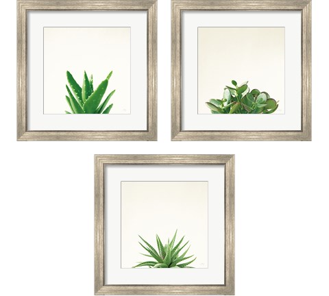 Succulent Simplicity 3 Piece Framed Art Print Set by Felicity Bradley