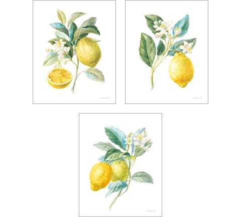 Floursack Lemon on White 3 Piece Art Print Set by Danhui Nai