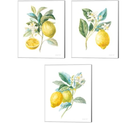 Floursack Lemon on White 3 Piece Canvas Print Set by Danhui Nai