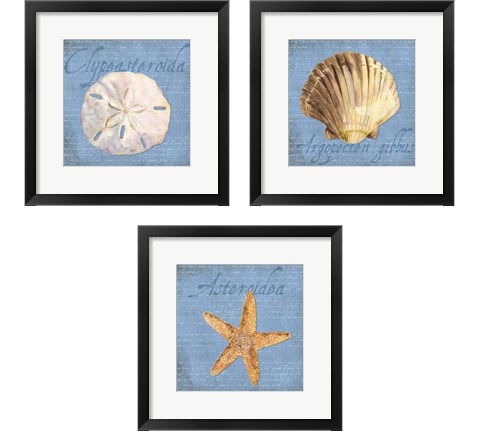 Oceanum Shells Blue 3 Piece Framed Art Print Set by Tara Reed